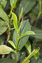 The leaf tip of the tea plant is known as the silver tip
