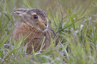 European hare