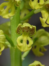 Small small dotted orchid