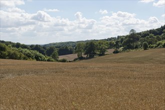 Development of a winter wheat crop from seedling to harvest