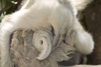 The curled tail of the sifaka of a young Verreaux