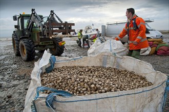 Licensed cockle pickers unloading and weighing cockles after picking from cockle beds