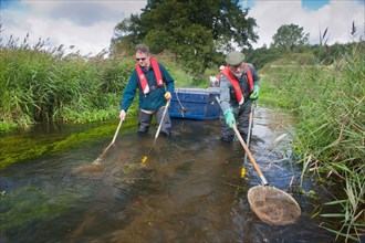 Conservation workers netting river during survey
