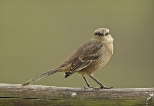 Adult Chalk-browed Mockingbird