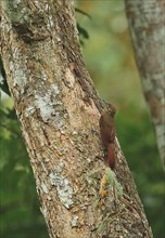 Plain brown forest treecreeper