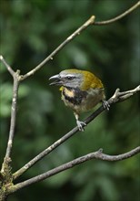 Buff-throated Saltator