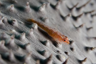 Common toothy goby