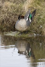 Teal male with green speculum wing