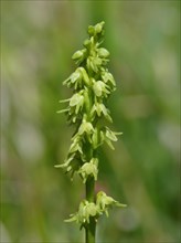 Musk orchid