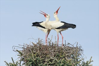 A pair of white storks standing in the nest and clattering their beaks