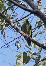 Yellow-bellied Green-pigeon