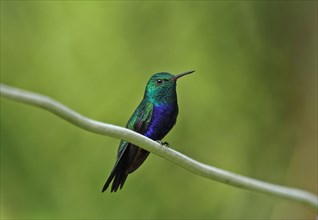 Violet-bellied Hummingbird