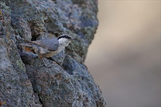 Western western rock nuthatch