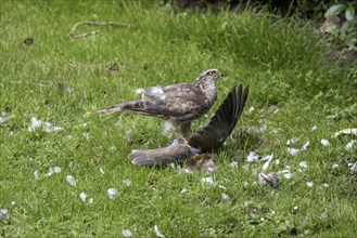 Young sparrowhawk eats young coal pigeon