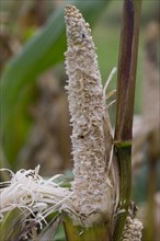 Brown rat damage to sweetcorn cobs on the plant shortly after ripening in a vegetable garden