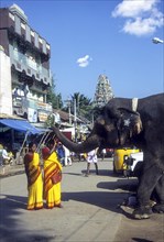 Women being blessed by temple elephant in Palani