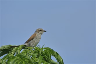 Female Red-backed Shrike