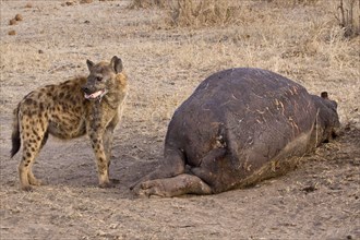 Spotted hyena