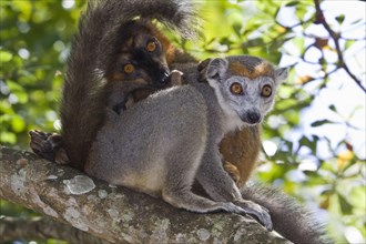 Crowned female lemur with brown lemur hybrid