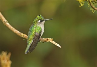 Green-crowned plovercrest