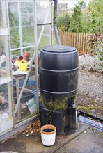 Plastic waterbutt for catching rainwater off greenhouse in a garden