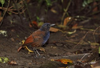 Brown-winged whistling thrush