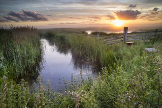 View of a water-filled ditch and reedbed on a coastal grazing marsh habitat at sunrise