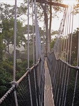 View along canopy walkway through tropical rainforest in early morning