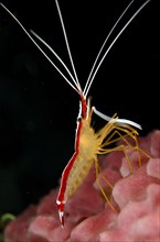 Pacific cleaner shrimp