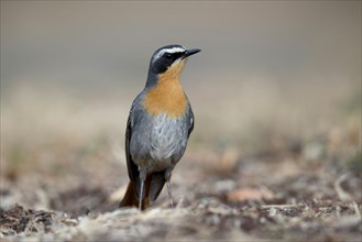 Cape Robin-chat