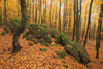 Autumn forest with rock formation