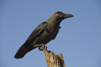 Shining Crow