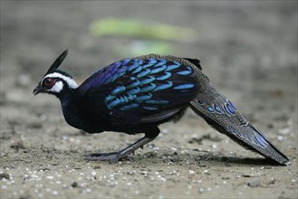 Palawan peacock-pheasant