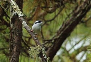 Blyth's Shrike-babbler