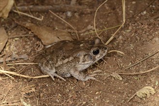 Gutteral Toad