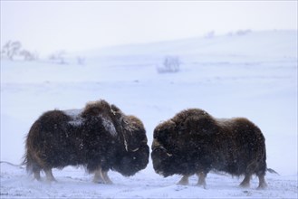 Musk oxes