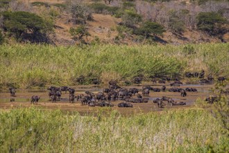 Herd of african buffalo