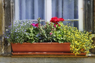 Blumenkasten am Fenster im Kraeutergarten des ehemaligen Frauenklosters Inzigkofen