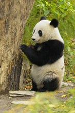 Giant Panda