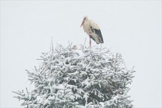 Pair of white storks in the midst of a snowstorm in their nest during the breeding season