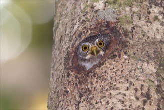 Amazonian Pygmy-owl