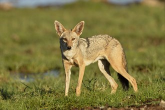 African Golden Wolf
