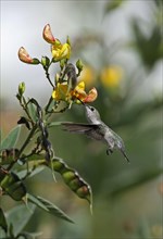 Verbena hummingbird