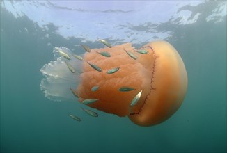 Adult barrel jellyfish