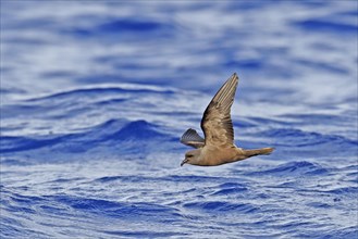 Tristram's Storm-petrel