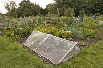 Allotment with fine mesh cage to keep out insect pests