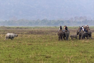 Tourists on Asian elephants watching adult Indian rhinos