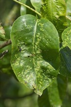 Early damage caused by pear leaf blister mite