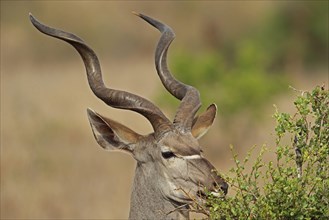 Southeast African Greater Kudu