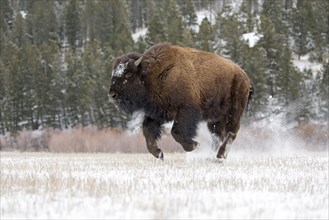 North American bison calf